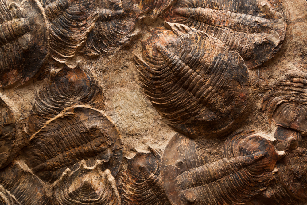 Fossilienfunde & Paleontologie