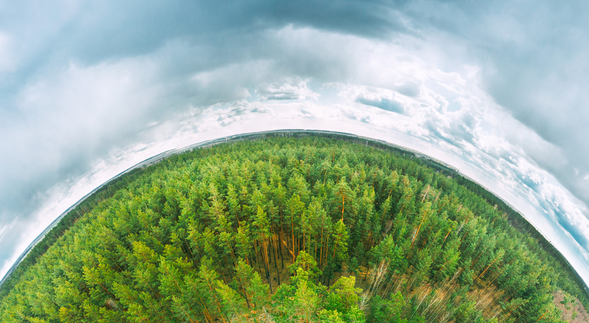 Aerial,View,Green,Coniferous,Forest,Pines,Woods,Landscape,In,Spring